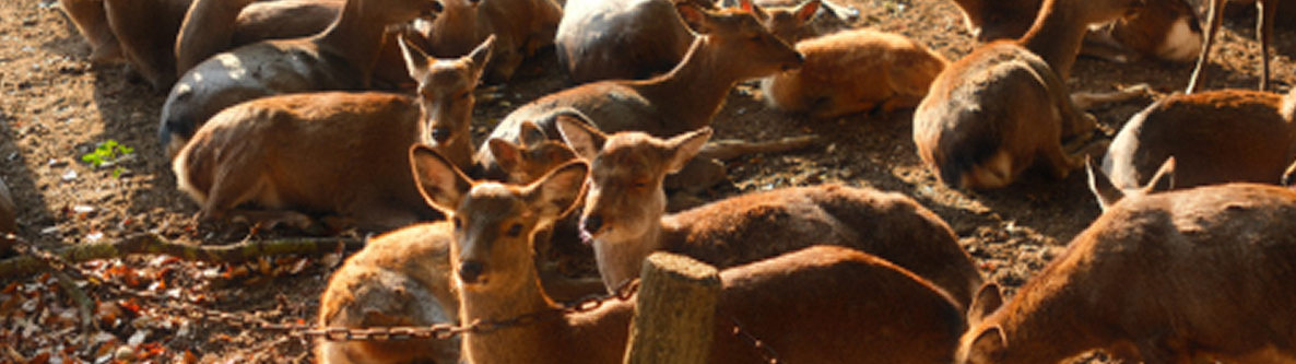 Nara Deer Park